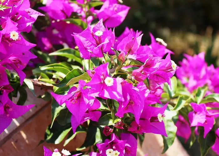 Pangalis Romantica Kato Pavliana