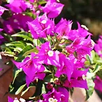 Pangalis Romantica Kato Pavliana