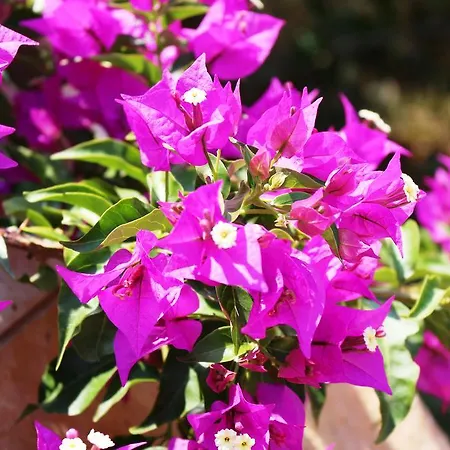 Pangalis Romantica Κάτω Παυλιάνα